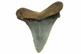 Serrated Angustidens Tooth - Megalodon Ancestor #295741-1